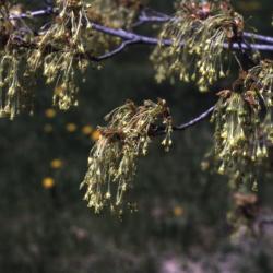 Acer saccharum (sugar maple), flowers, spring