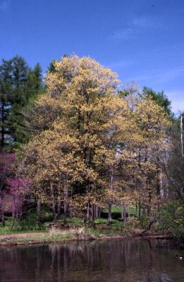 Acer saccharum (sugar maple), habit, spring