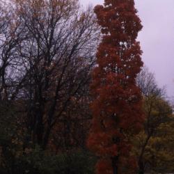 Acer saccharum ‘Temple’s Upright’ (Temple’s Upright sugar maple), fall color, habit