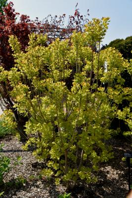 Cotinus coggygria 'Ancot' (PP 13082) (GOLDEN SPIRIT™ Eurasian Smoke Tree PP13082), habit, spring