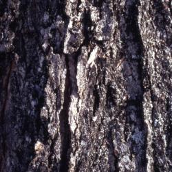 Acer saccharum (sugar maple), bark