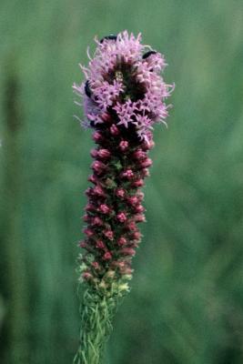 Liatris pycnostachya (Prairie Blazing Star), flower, full