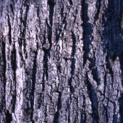 Acer saccharum (sugar maple), bark
