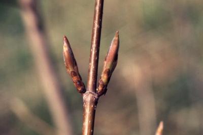 Acer saccharum (sugar maple), buds