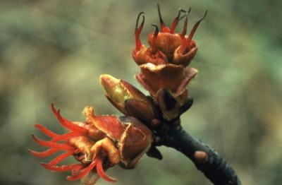 Acer saccharinum (silver maple), female flowers and buds, spring