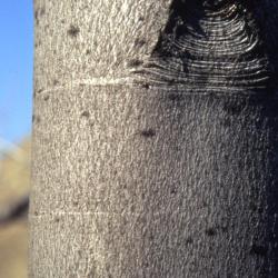 Acer saccharinum (silver maple), bark