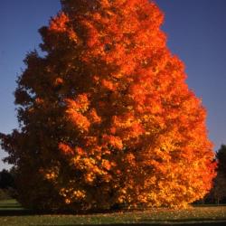 Acer saccharum (sugar maple), fall color, habit