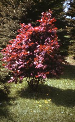 Acer palmatum ‘Atropurpureum’ (Purple-leaved Japanese maple), fall color