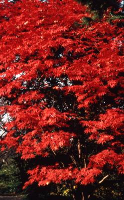 Acer pseudosieboldianum (Korean maple), fall color