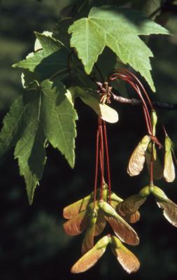 Acer rubrum (red maple), leaves and fruit