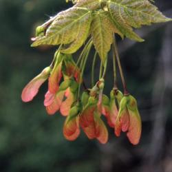 Acer rubrum (red maple), leaves and fruit