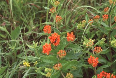 Asclepias tuberosa L. (butterfly weed), flowers