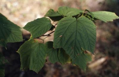 Acer pensylvanicum (striped maple), leaves