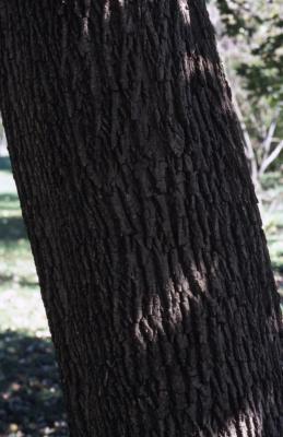 Acer platanoides (Norway maple), bark
