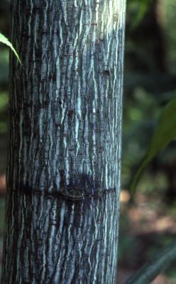 Acer pensylvanicum (striped maple), bark