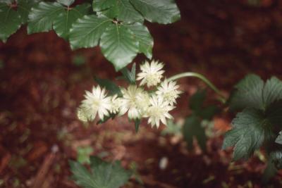 Astrantia major subsp. involucrata (greater masterwort), flower