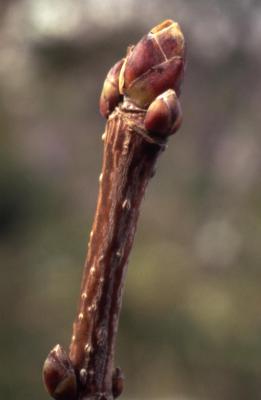 Acer platanoides (Norway maple), buds