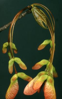 Acer rubrum (red maple), fruit, spring