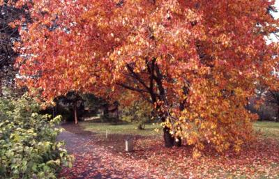 Acer rubrum (red maple), fall color