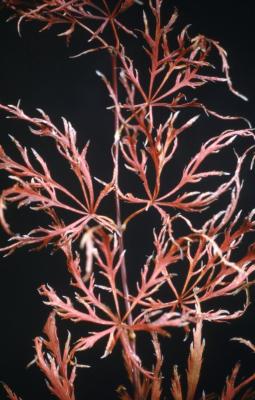  Acer palmatum ‘Dissectum Atropurpureum’ (Cut-leaved Purple Japanese maple), leaves