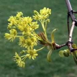Acer platanoides (Norway maple), flowers