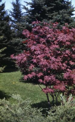 Acer palmatum ‘Atropurpureum’ (Purple-leaved Japanese maple)