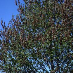 Acer rubrum (red maple), spring