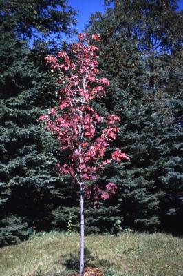 Acer rubrum ‘Bowhall’ (Bowhall red maple), habit