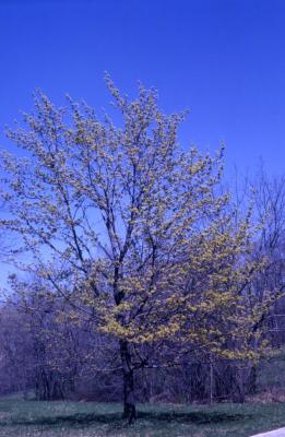 Acer platanoides (Norway maple), habit, spring