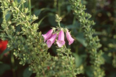 Digitalis purpurea, flower 