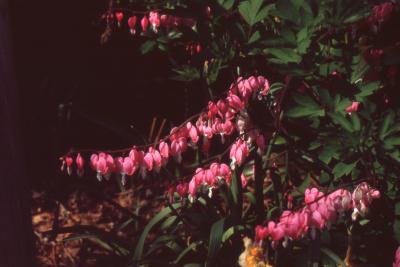 Lamprocapnos spectabilis, flowers 