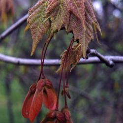 Acer rubrum (red maple), fruit