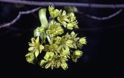 Acer platanoides (Norway maple), flowers
