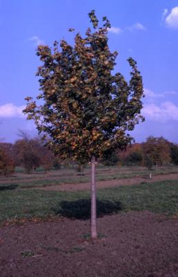 Acer platanoides ‘Olmsted’ (Olmsted Norway maple), habit, fall