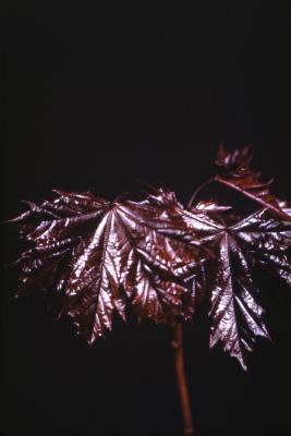 Acer platanoides ‘Crimson King’ (Crimson King Norway maple), leaves