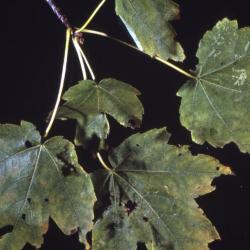 Acer rubrum (red maple), leaves
