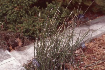 Equisetum hyemale form 