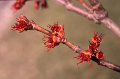 Acer rubrum (red maple), buds and flowers