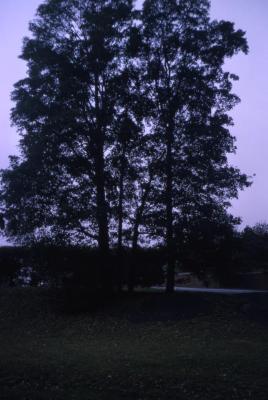 Acer pseudoplatanus (sycamore maple), habit
