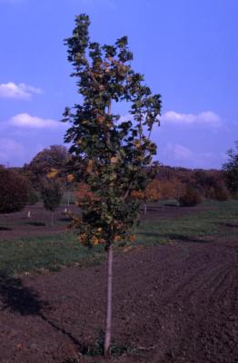 Acer platanoides (Norway maple), young tree