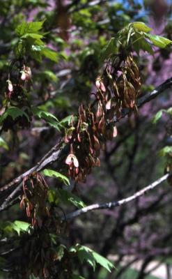 Acer rubrum (red maple), fruit and leaves, spring