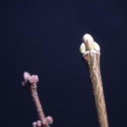 Acer (maple), bud and twig comparison