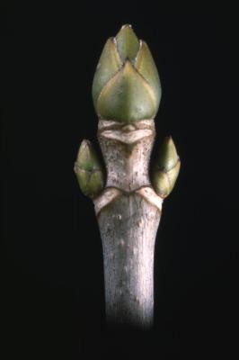 Acer pseudoplatanus (sycamore maple), bud