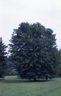 Acer platanoides ‘Schwedleri’ (Schwedler Norway maple), habit, summer