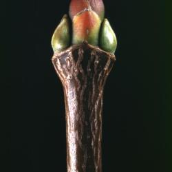 Acer platanoides (Norway maple), bud