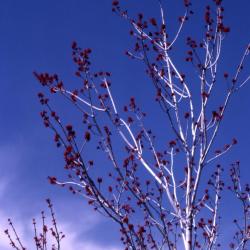 Acer rubrum (red maple), flowers, spring