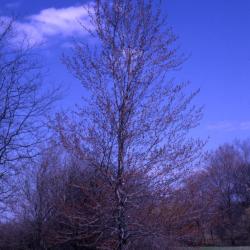 Acer rubrum (red maple), habit, early spring
