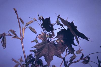 Acer platanoides ‘Schwedleri’ (Schwedler Norway maple), leaves
