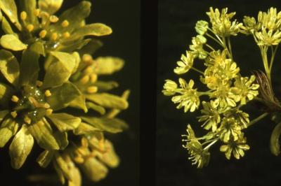 Acer platanoides (Norway maple), flowers