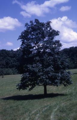 Acer platanoides ‘Rubrum’ (Red-leaved Norway maple), habit, summer